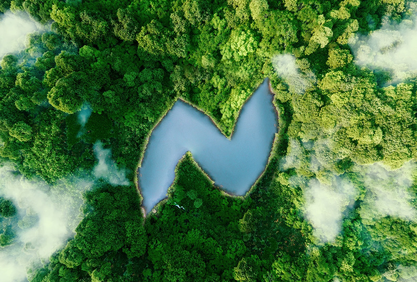 Une clairière en forme de N au cœur d’une forêt, visuel du projet Nacmed.